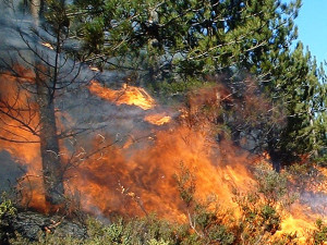 forest-fire