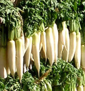 DaikonRadish