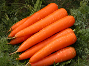 carrot-1