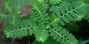 phyllanthus-niruri-keezhar-nelli-plants
