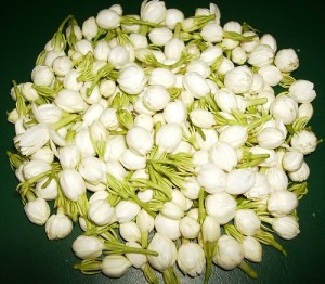 Jasmine