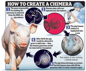 06J_PIGS GROWING HUMAN ORGANS.1