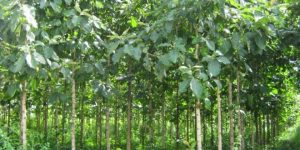 Teek-wood