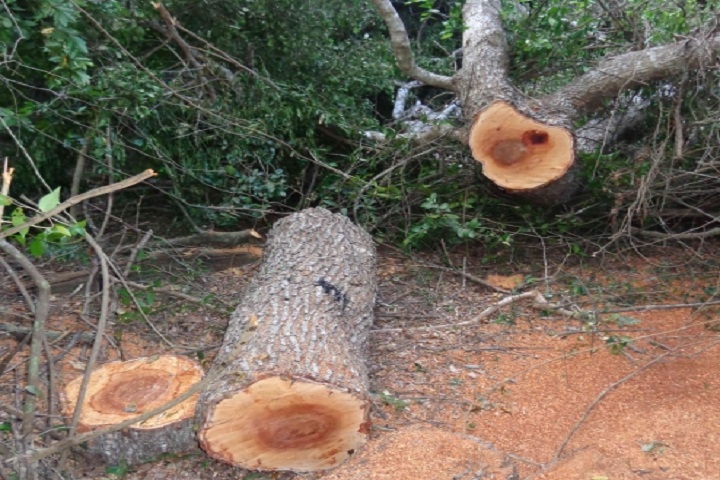 tree_mullai_002