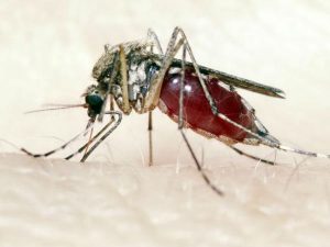mosquito