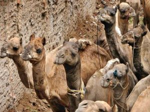 camels_2556283f