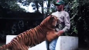 201611041433553766_lewis-hamilton-gets-jumped-on-by-a-tiger-following-mexican_secvpf